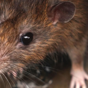 ratten-und-maeuse
