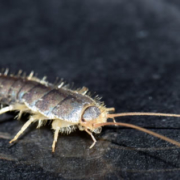 Silberfische